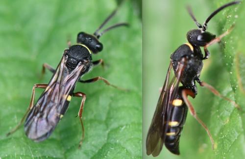 Nysson sp.